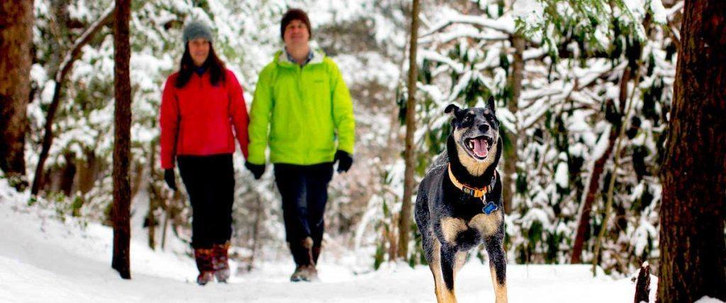 Winter Hike with Dog