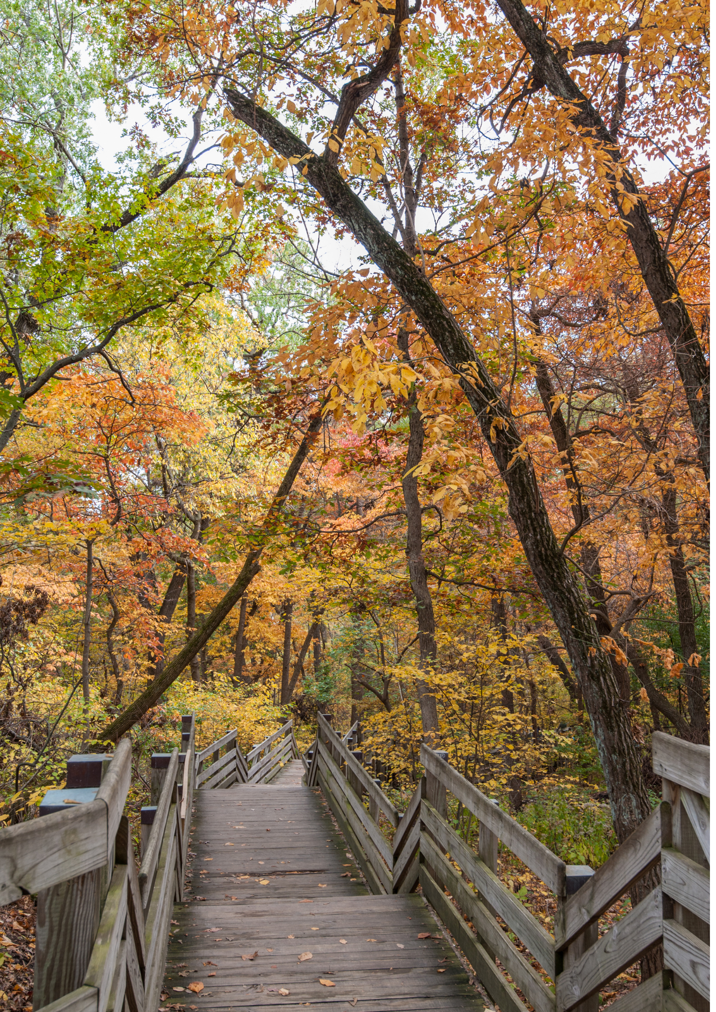 Fall Trail Picture Yanfei Guo