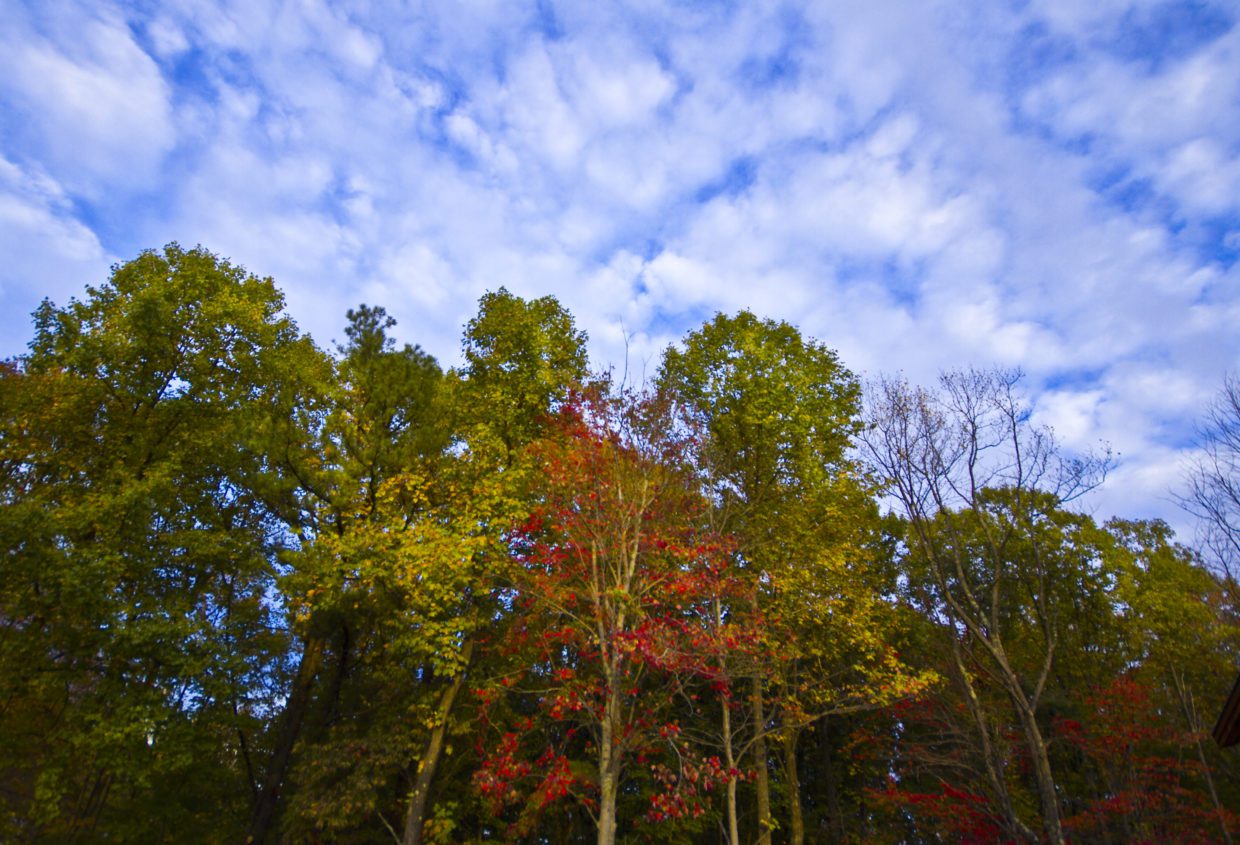 Fall at Country Road Cabins