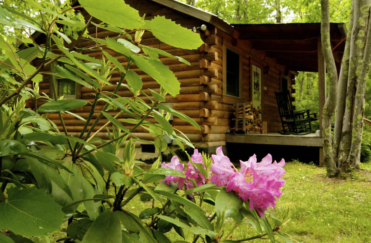 Spring Rhododendrons