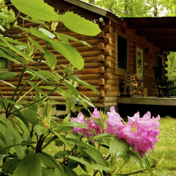 Spring Rhododendrons